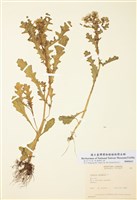 藏品(歐洲千里光)的圖片